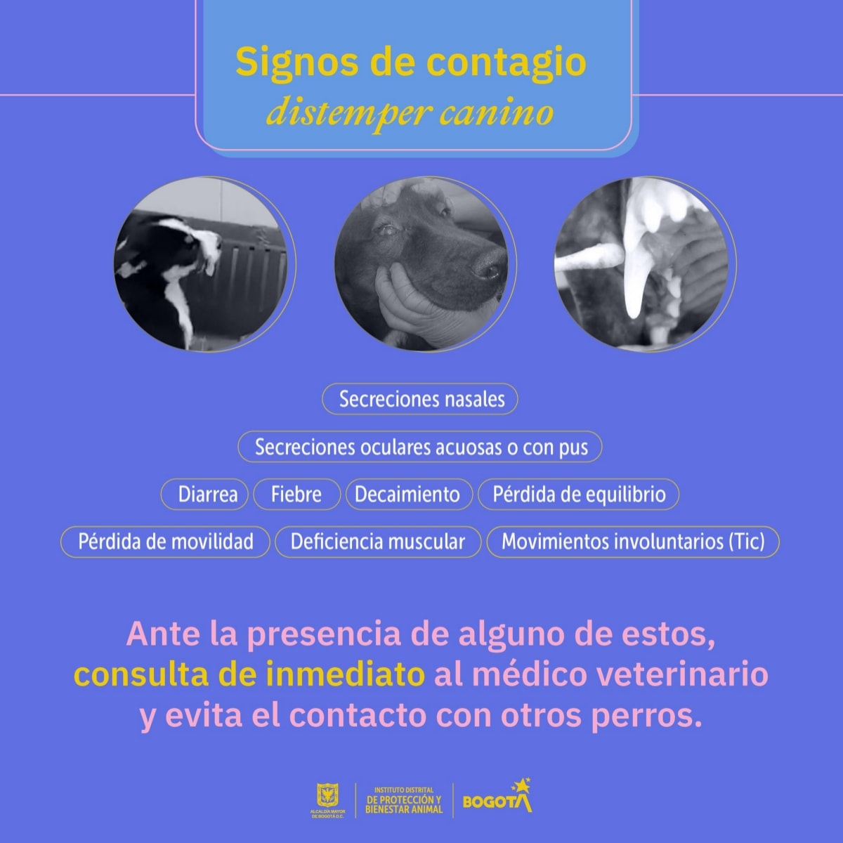 27-07-2022, Noticia: Brote de Moquillo / Distemper Canino en Bogotá